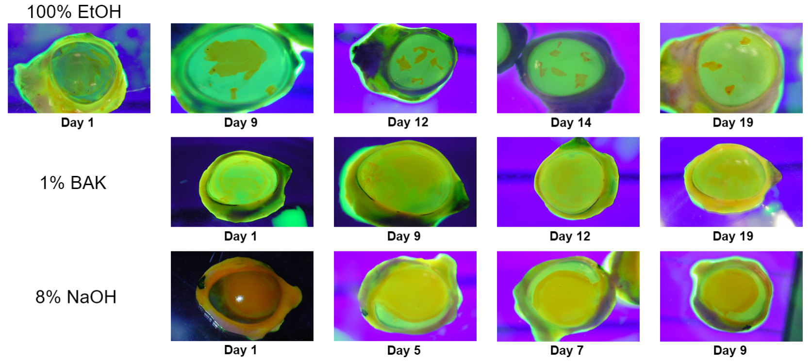 PorCORA: An Alternative to the Draize Ocular Irritation Assay 5 Read more about the article PorCORA: An Alternative to the Draize Ocular Irritation Assay