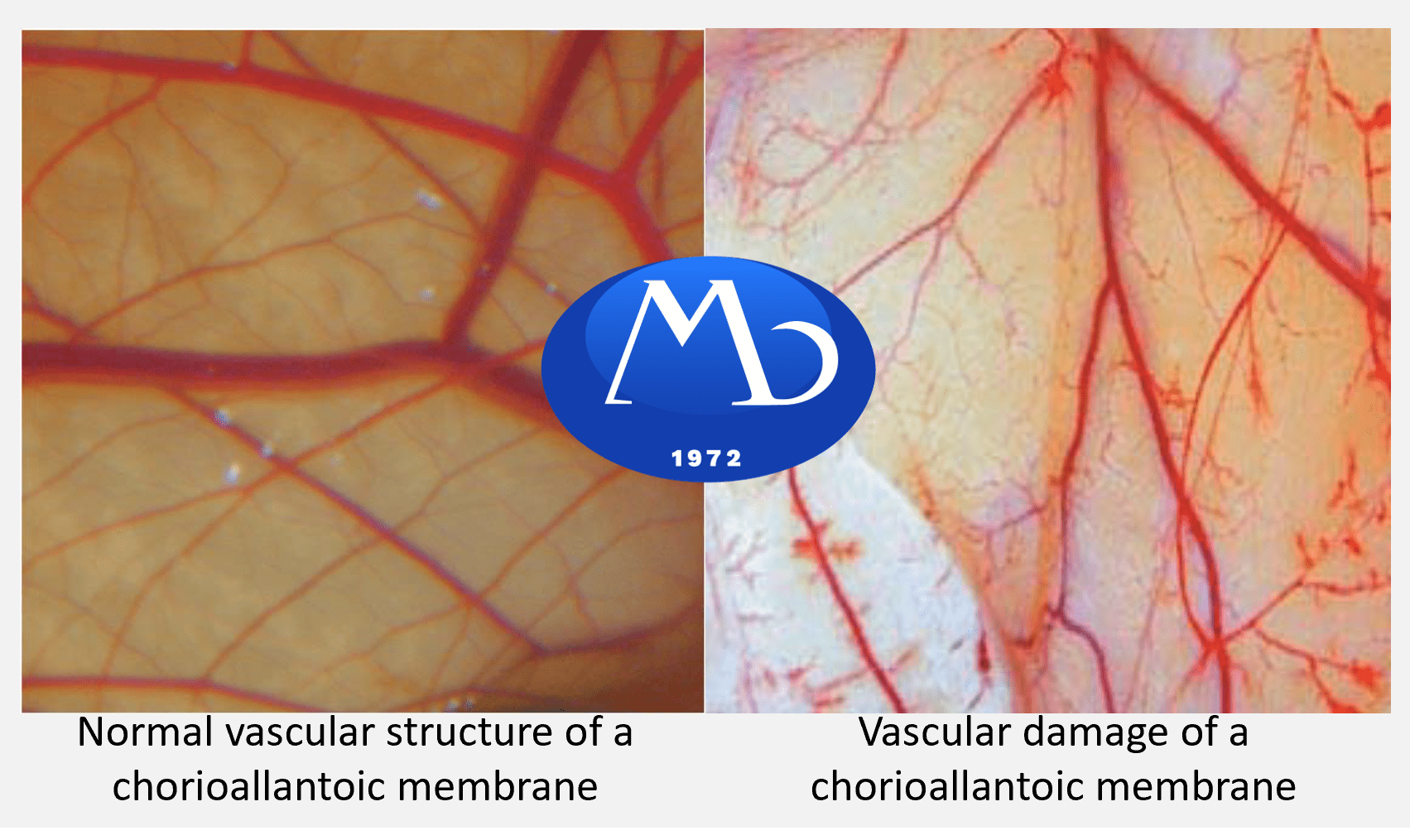 Understanding the HET-CAM Test: An Alternative Approach to Eye Irritation Testing 3 Read more about the article Understanding the HET-CAM Test: An Alternative Approach to Eye Irritation Testing