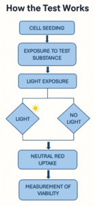 In Vitro Phototoxicity